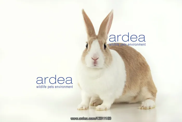 : RABBIT, Dutch rabbit, sitting, studio, white background : RABBIT, Dutch rabbit, sitting, studio, white background