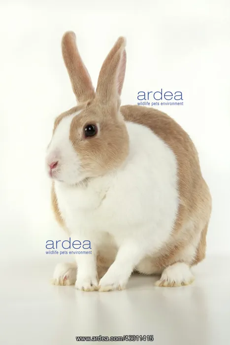 : RABBIT, Dutch rabbit, sitting, studio, white background : RABBIT, Dutch rabbit, sitting, studio, white background