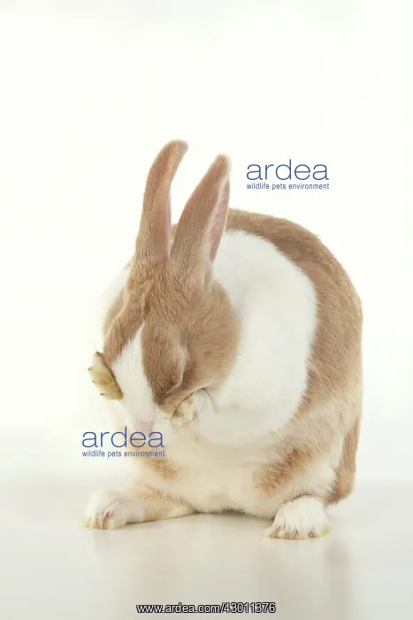 : RABBIT, Dutch rabbit, sitting, washing, paws on : RABBIT, Dutch rabbit, sitting, washing, paws on
