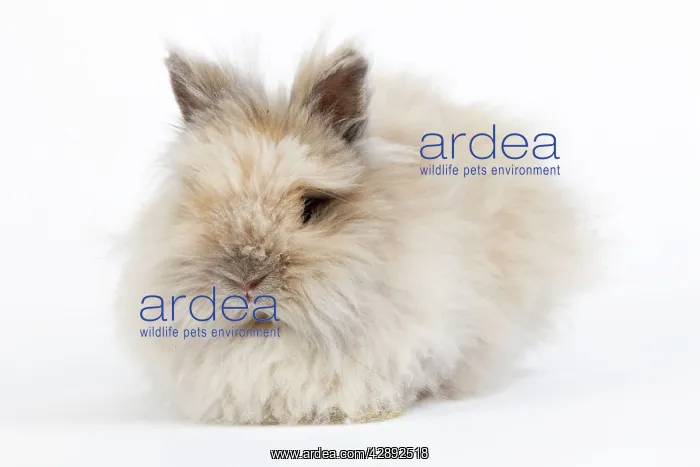  : Rabbit - Dwarf Angora Blue and Tawny