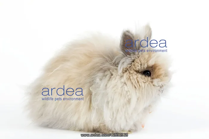  : Rabbit - Dwarf Angora Blue and Tawny