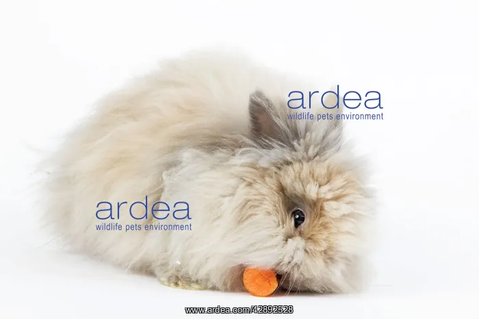 : Rabbit - Dwarf Angora Blue and Tawny - eating carrot : Rabbit - Dwarf Angora Blue and Tawny - eating carrot