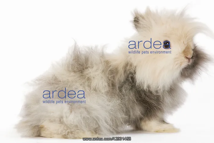  : Rabbit - dwarf angora in studio