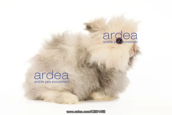  : Rabbit - dwarf angora in studio