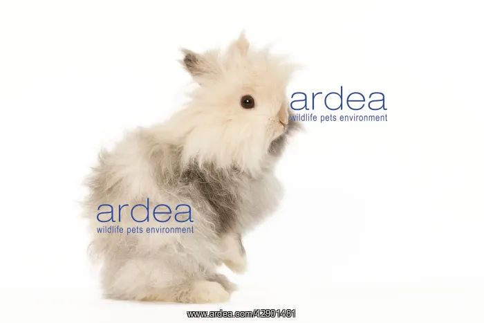  : Rabbit - dwarf angora in studio