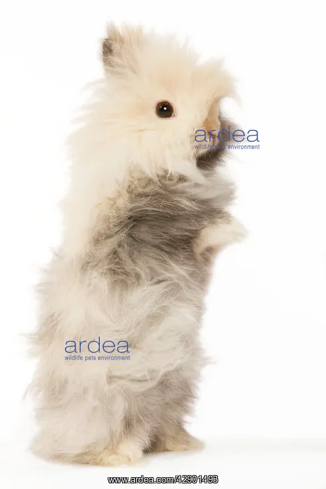  : Rabbit - dwarf angora in studio