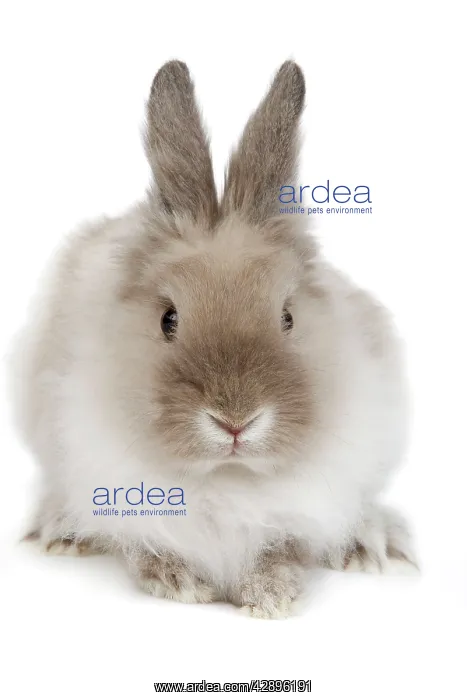  : Rabbit - Dwarf lion-head in studio