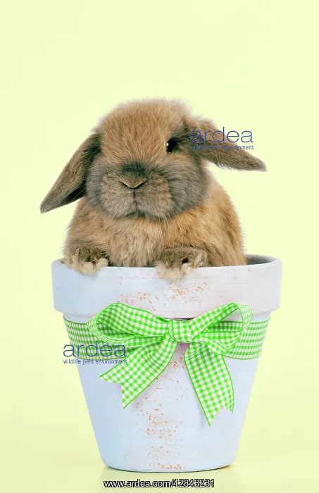  : RABBIT - Dwarf lop sitting in plant pot