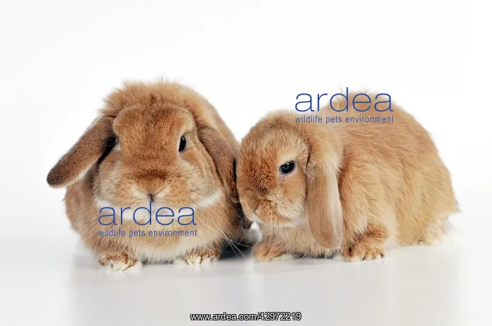 : RABBIT - Dwarf lops sitting together : RABBIT - Dwarf lops sitting together