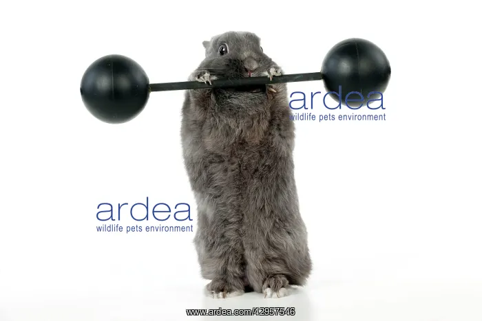  : RABBIT - Dwarf rabbit lifting weights