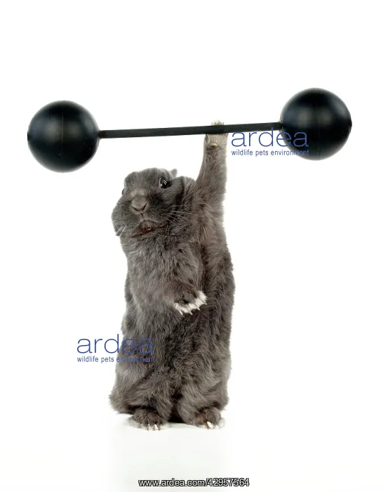  : RABBIT - Dwarf rabbit lifting weights one handed