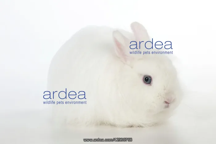 : RABBIT - Dwarf (swiss) fox : RABBIT - Dwarf (swiss) fox