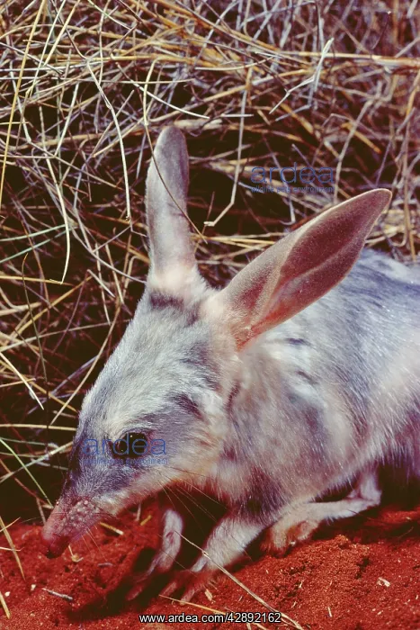 : Rabbit-eared Bandicoot / Bilby : Rabbit-eared Bandicoot / Bilby