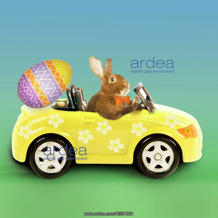 : Rabbit - Easter Bunny driving car with Easter egg : Rabbit - Easter Bunny driving car with Easter egg