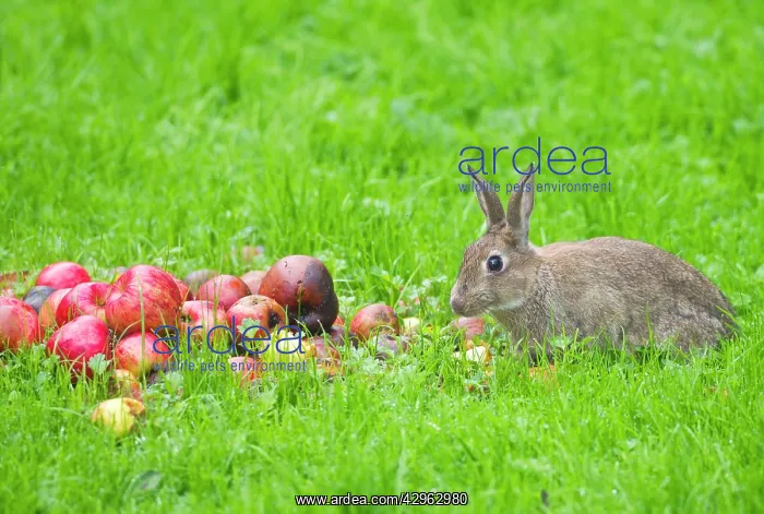 : Rabbit - eating apples : Rabbit - eating apples