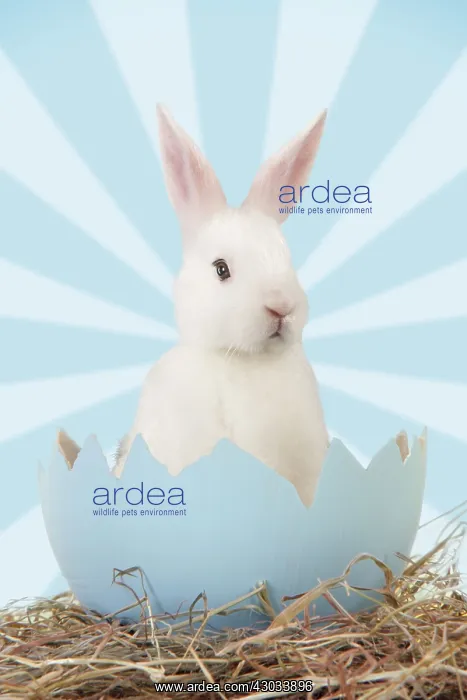  : Rabbit, emerging from egg shell
