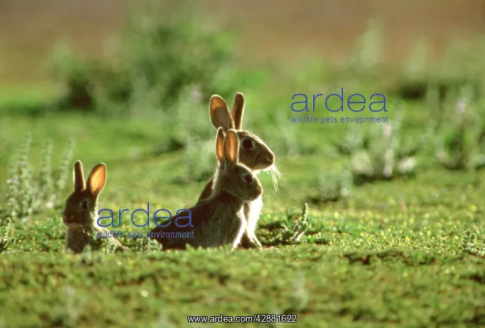 : Rabbit - Three emerging from hole : Rabbit - Three emerging from hole