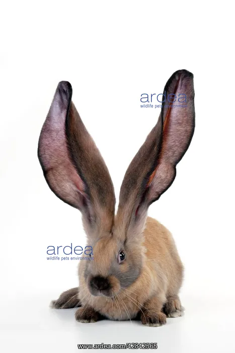  : RABBIT - English lop