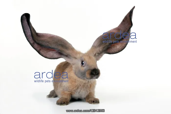 : RABBIT - English lop