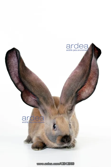  : RABBIT - English lop