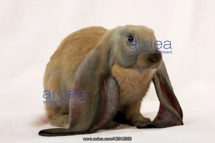  : RABBIT - English lop