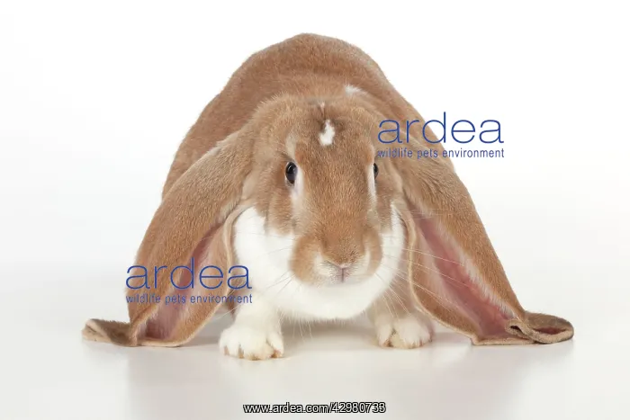  : RABBIT - English lop