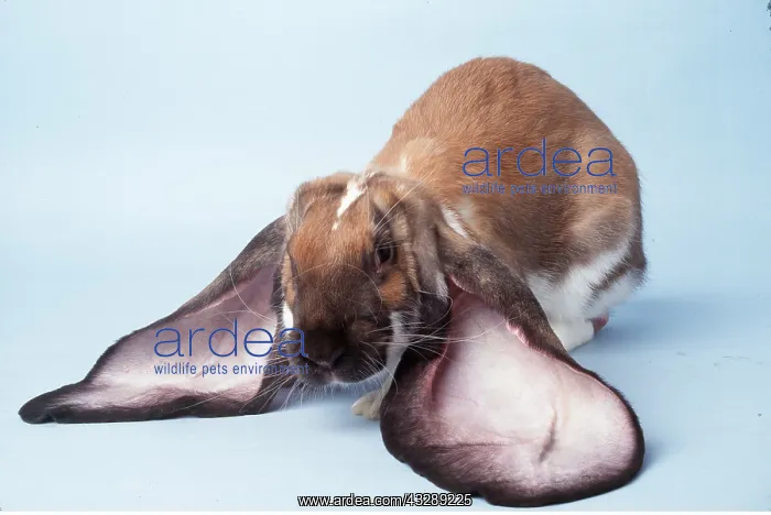 : RABBIT - English Lop, Fancy : RABBIT - English Lop, Fancy