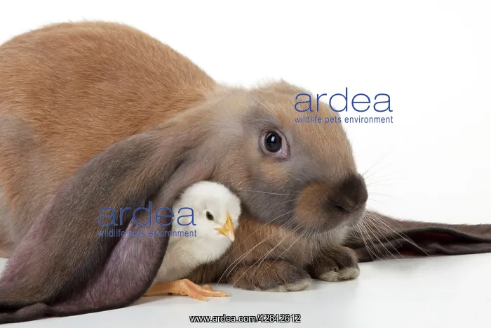  : RABBIT - English lop sitting with chick