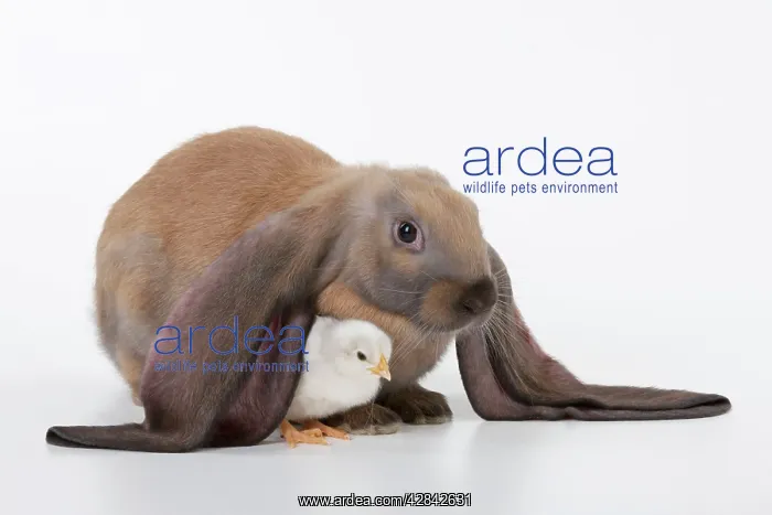  : RABBIT - English lop sitting with chick