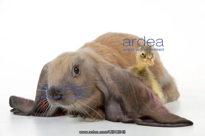  : RABBIT - English lop sitting with duckling