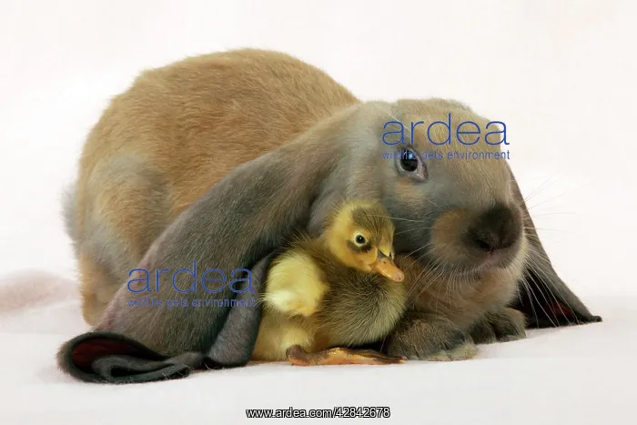  : RABBIT - English lop sitting with duckling