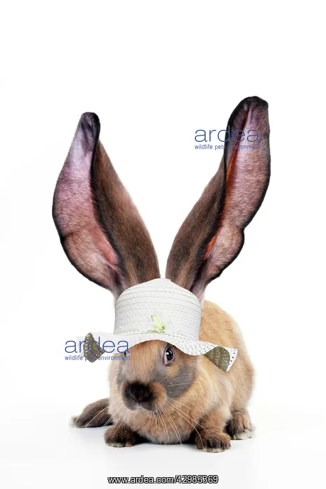 : RABBIT - English lop wearing hat : RABBIT - English lop wearing hat