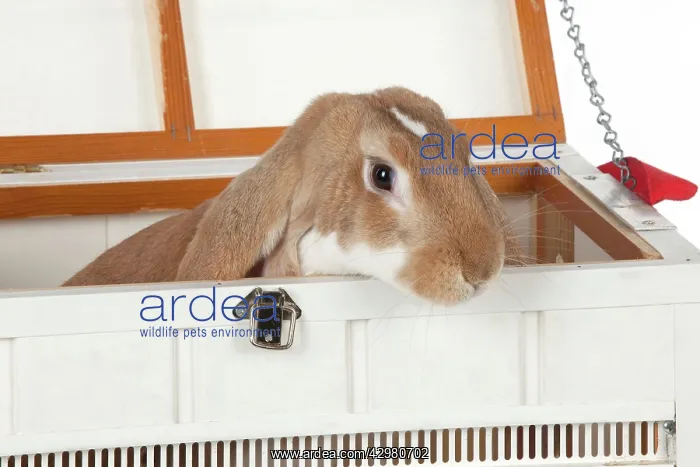  : RABBIT - English lop in wooden pet carrier