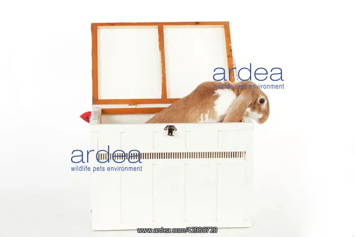  : RABBIT - English lop in wooden pet carrier