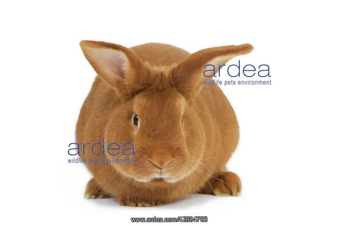  : Rabbit - Fauve de bourgogne