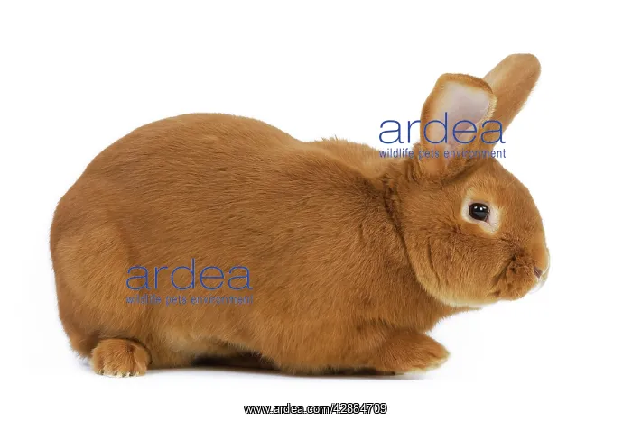  : Rabbit - Fauve de bourgogne - in studio
