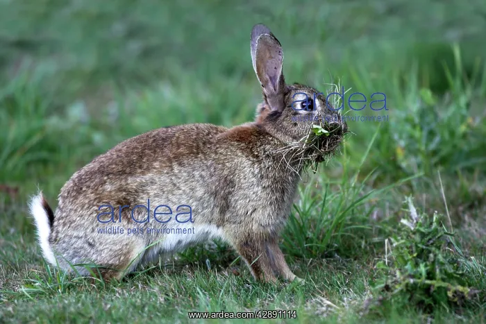 : Rabbit - Female collecting grass to prepare the nest : Rabbit - Female collecting grass to prepare the nest