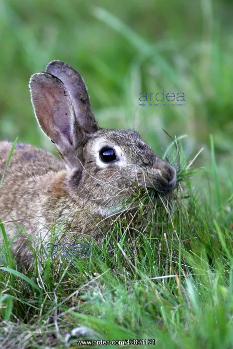 : Rabbit - Female collecting grass to prepare the nest : Rabbit - Female collecting grass to prepare the nest
