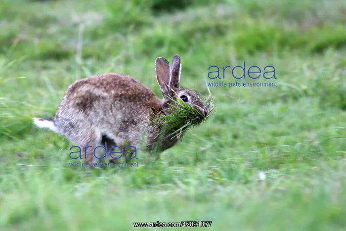 : Rabbit - Female collecting grass to prepare the nest : Rabbit - Female collecting grass to prepare the nest