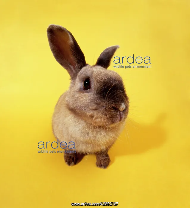  : Rabbit - Fish eye lens