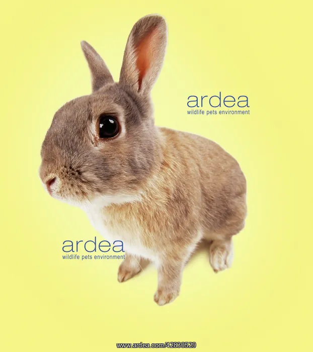 : Rabbit - fish-eye lens.On spring yellow background : Rabbit - fish-eye lens.On spring yellow background