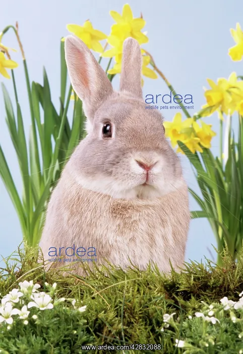 : RABBIT - in flowers : RABBIT - in flowers