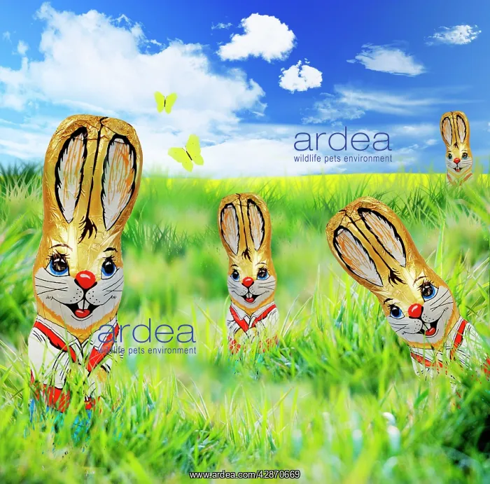 : Rabbit - foil covererd chocolate easter rabbit : Rabbit - foil covererd chocolate easter rabbit