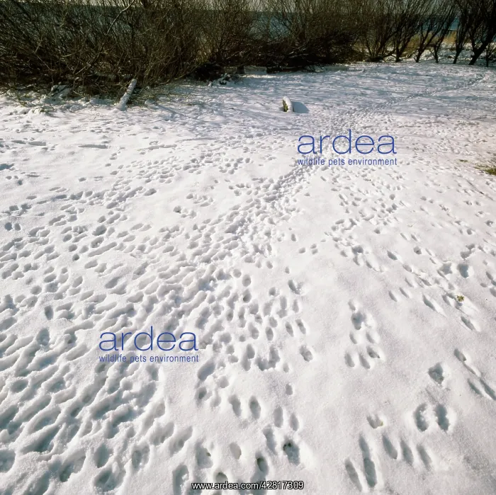  : Rabbit Footprints - tracks in snow