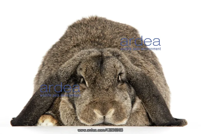  : Rabbit. French lop ( agouti )