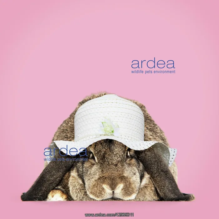 : Rabbit. French lop ( agouti ) wearing Easter bonnet : Rabbit. French lop ( agouti ) wearing Easter bonnet