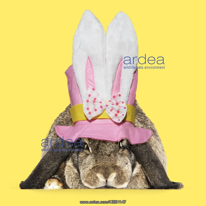 : Rabbit. French lop ( agouti ) wearing Easter top hat : Rabbit. French lop ( agouti ) wearing Easter top hat