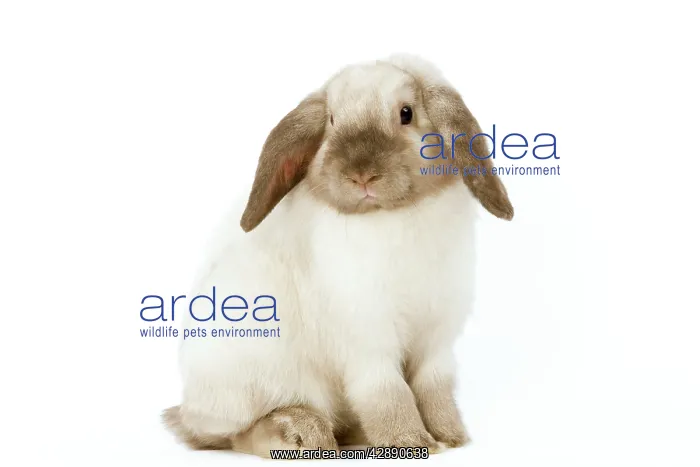  : Rabbit - French Lop  /  Belier