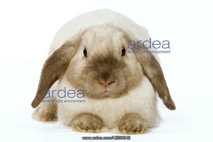  : Rabbit - French Lop  /  Belier