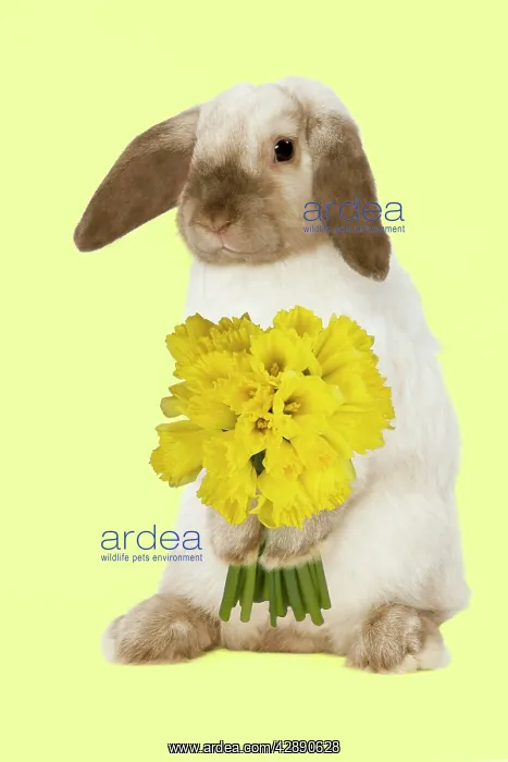 : Rabbit - French Lop / Belier - with daffodils - Easter : Rabbit - French Lop / Belier - with daffodils - Easter